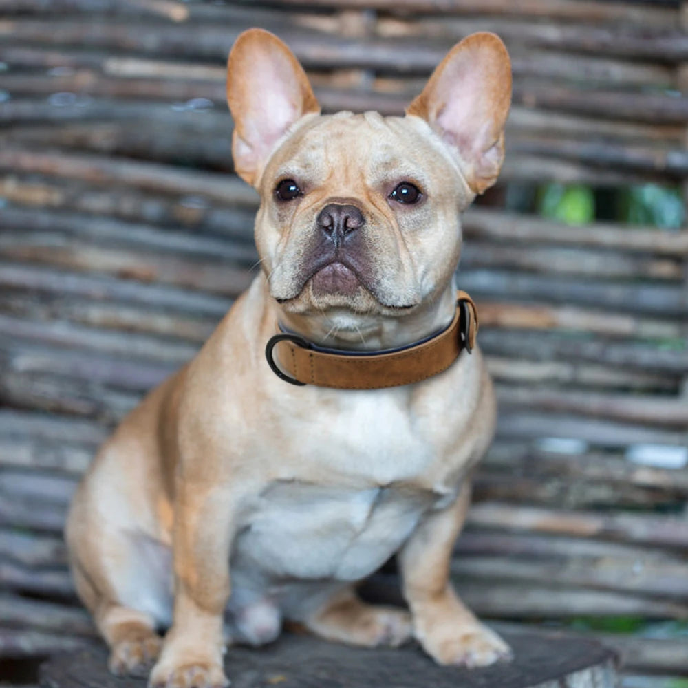 Durable Soft Padded Leather Dog Collar