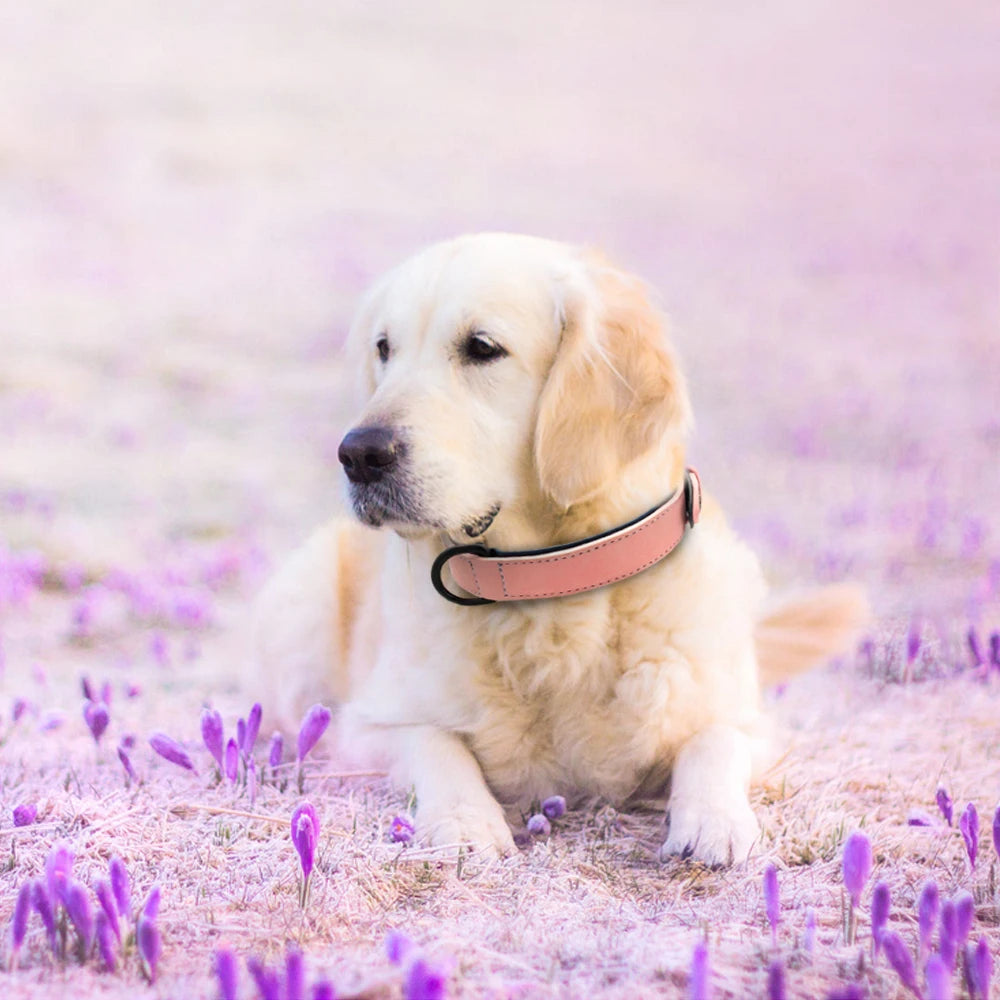 Durable Soft Padded Leather Dog Collar