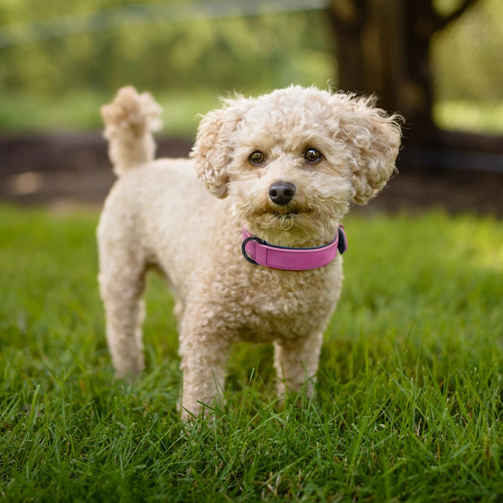 Durable Soft Padded Leather Dog Collar