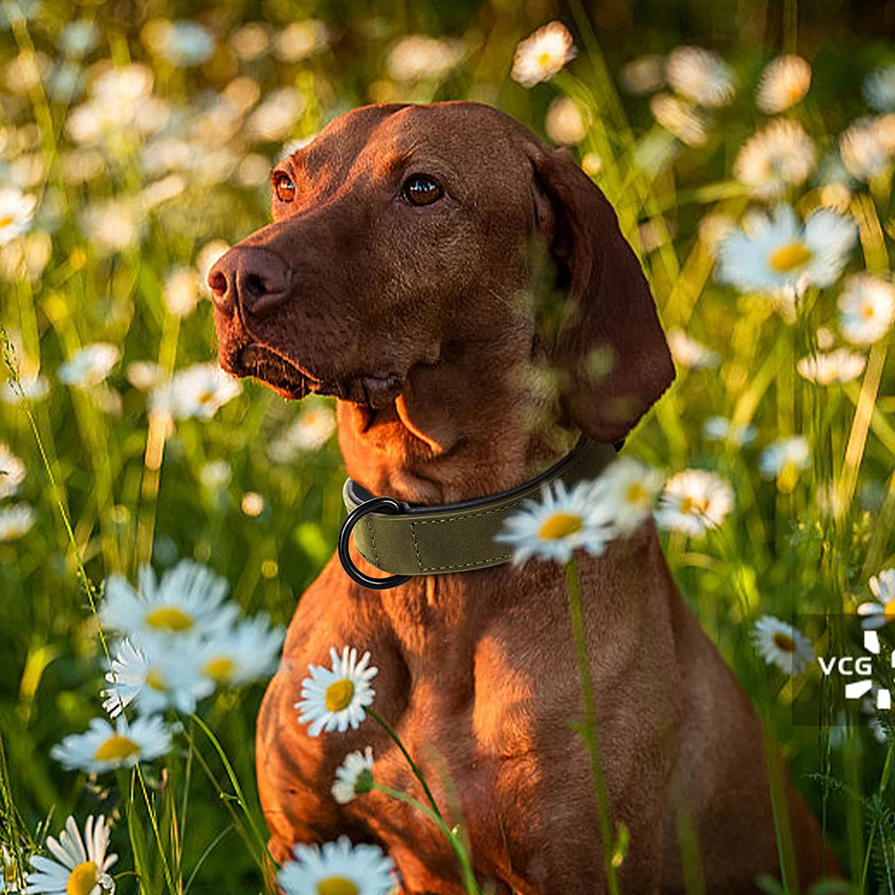 Durable Soft Padded Leather Dog Collar