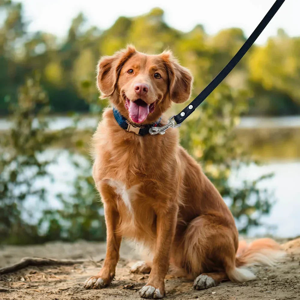 Color Pop Basics Leather Leash Lead